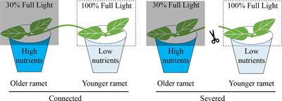 Clonal integration benefits an invader in heterogeneous environments with reciprocal patchiness of resources, but not its native congener